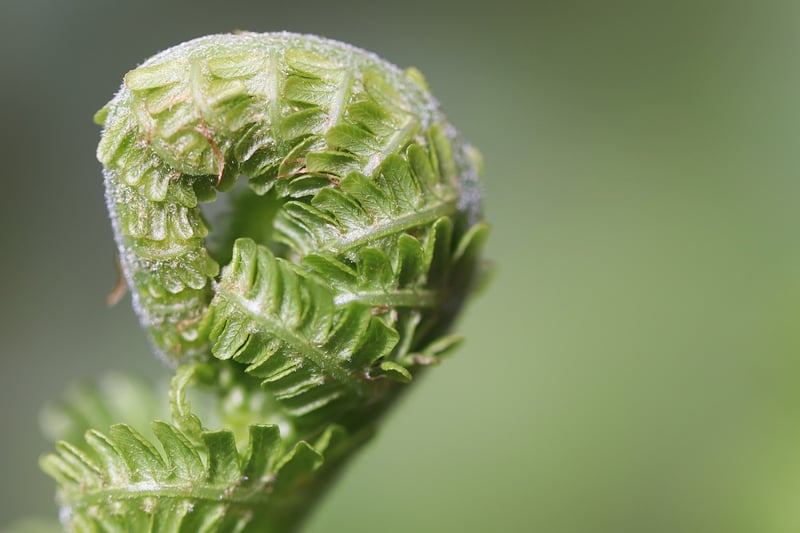 Unicorn Horn Fern